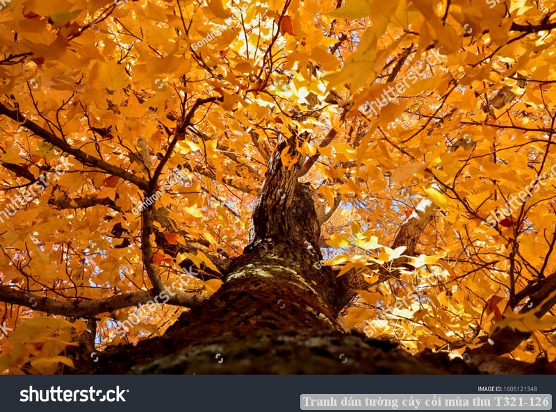 Tranh dán tường cây cối mùa thu T321-126